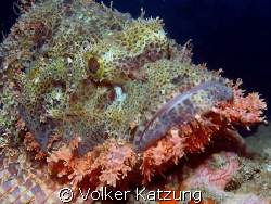 Scorpionfish by Volker Katzung 